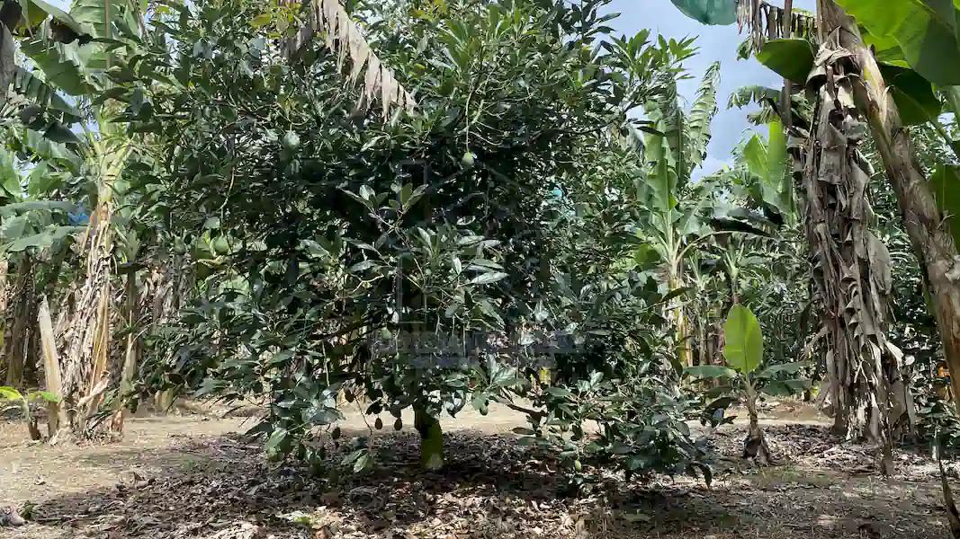 Finca La Esperanza